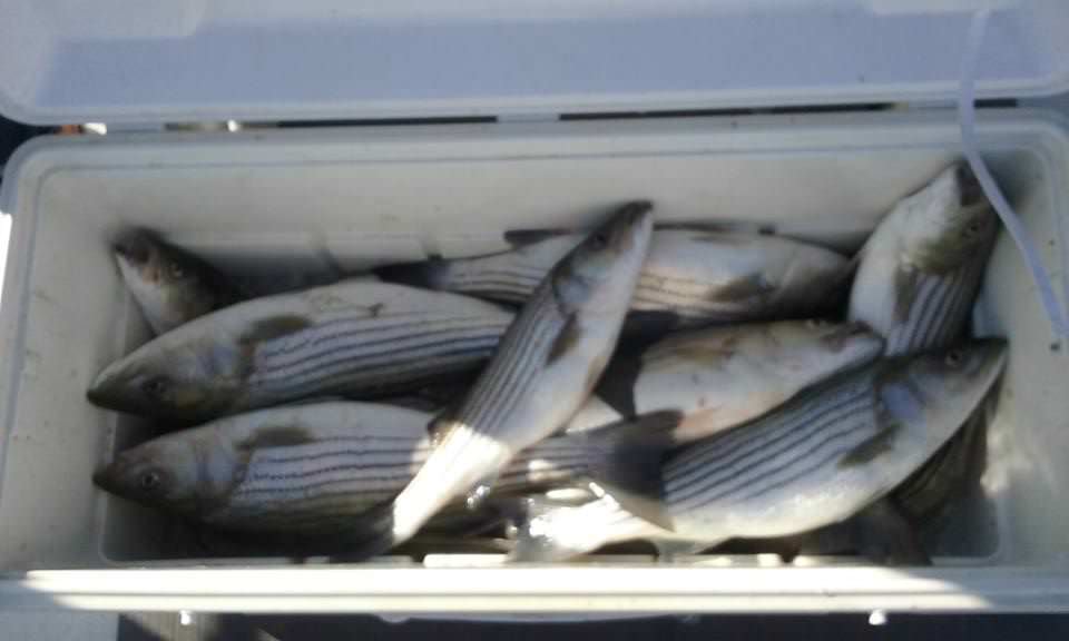 A Cooler Shot Of Chesapeake Bay Striped Bass!